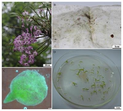 Co-Cultures of Mycorrhizal Fungi Do Not Increase Germination and Seedling Development in the Epiphytic Orchid Dendrobium nobile